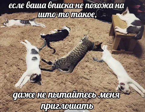 Вписка с лежащими котами