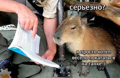 Капибара хотела покататься на танке