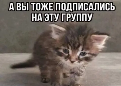 Котёнок подписался на группу