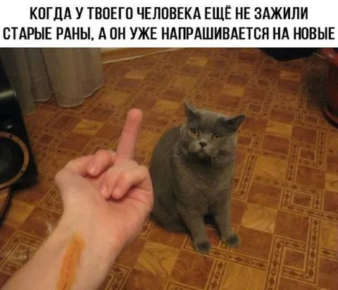 Кот напрашивается на новые раны