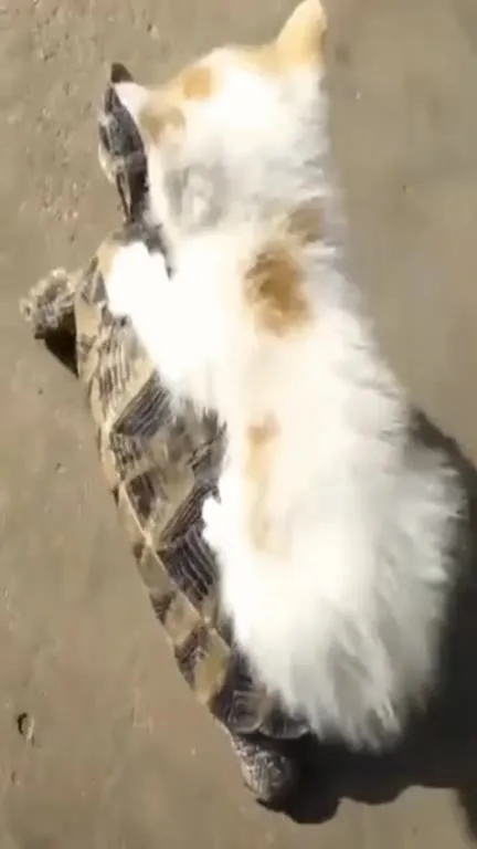 Котики катаются на черепахах