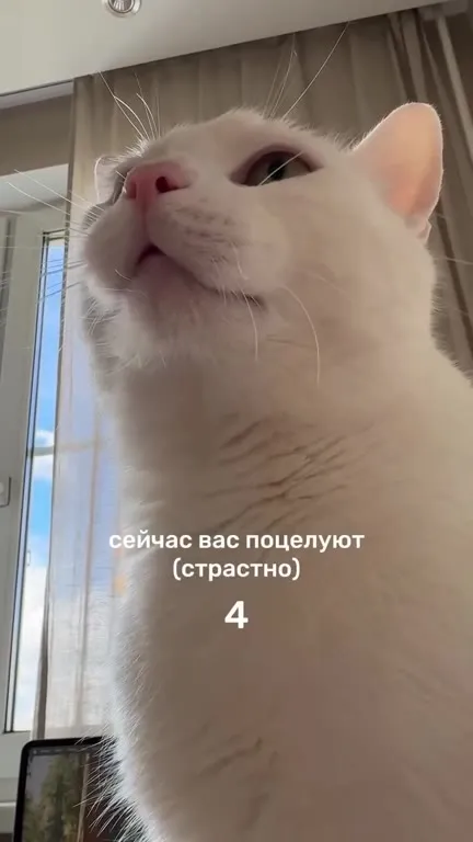 Кот страстно целует зрителя