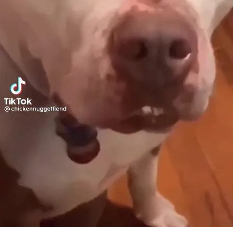Dog Gets the Stink Bean