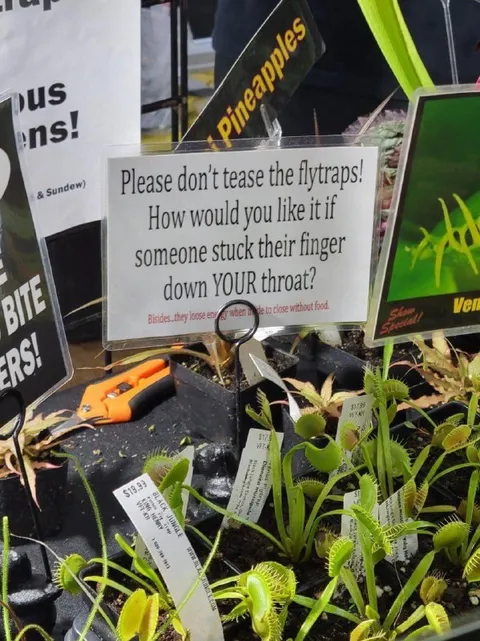 Please Don't Tease the Flytraps