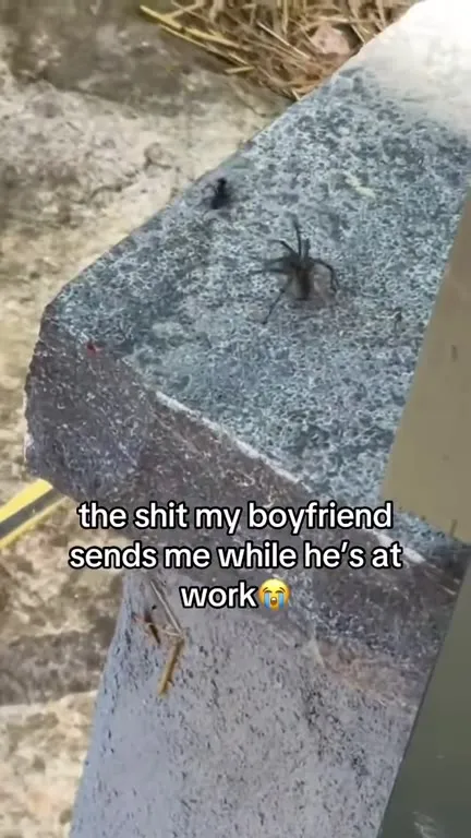 Boyfriend Sends Spider Videos at Work