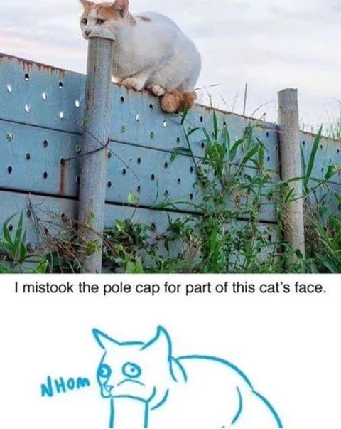 Cat With a Pole Face