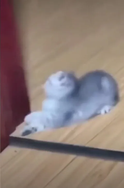 Котёнок крадётся по полу