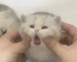 Котёнок с зажатыми щеками