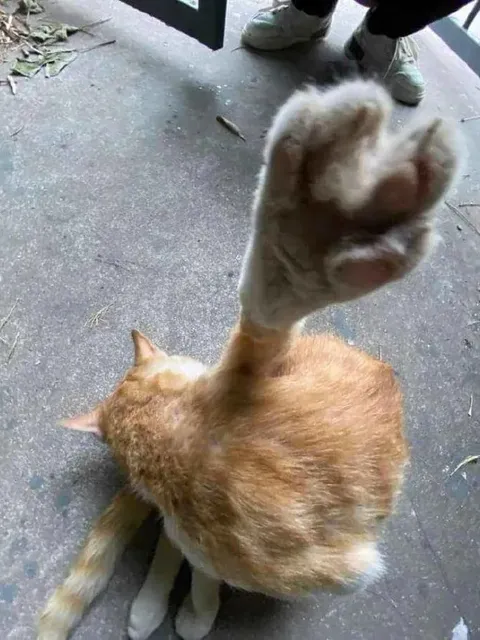 Кот показывает средний палец