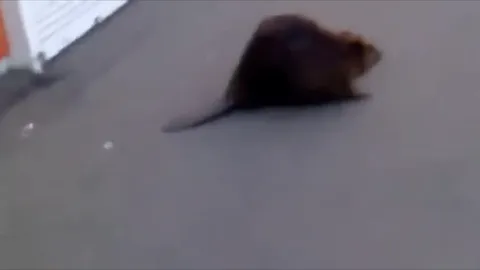 Это реально бобёр на дороге