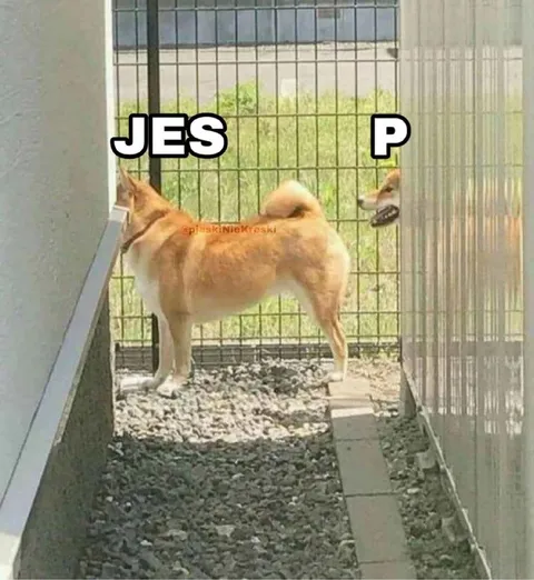 Dog Stuck Between Two Cages