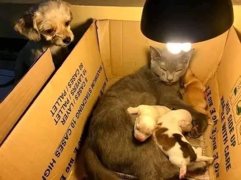 Cat Babysits Puppies in a Box