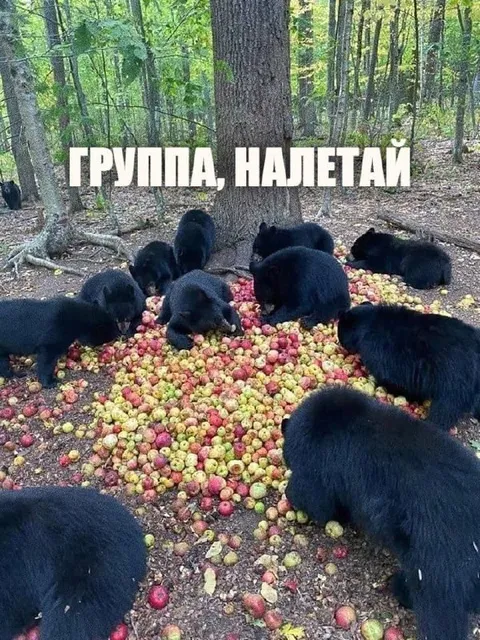 Группа, налетай на яблоки