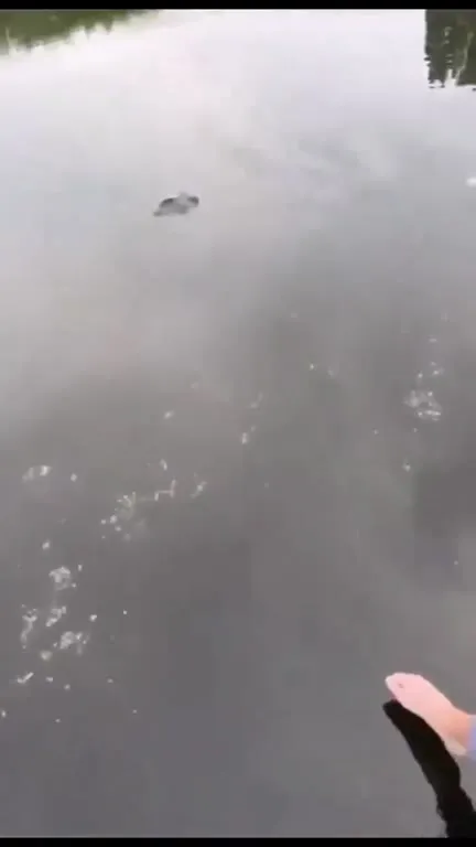 Попытка поймать рыбу ногой