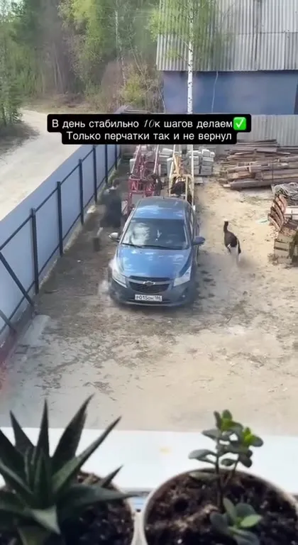 Десять тысяч шагов за перчатки