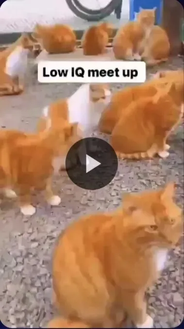 Low IQ Cat Meetup