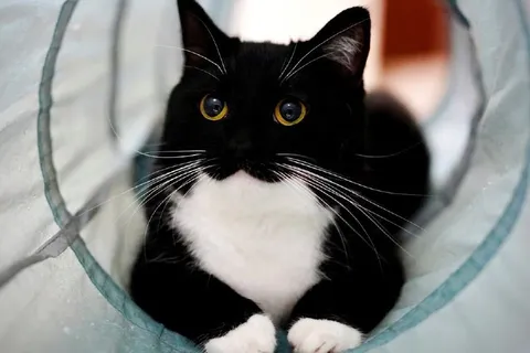 Чёрный кот в тоннеле