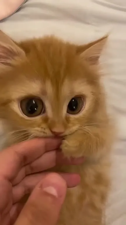 Рыжий котёнок кусает палец