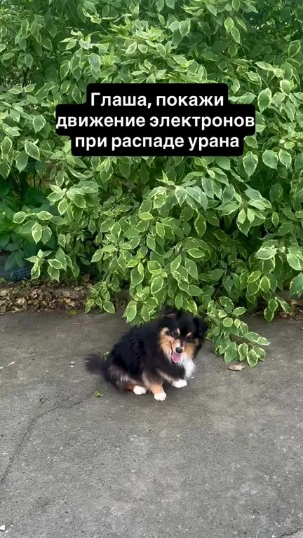 Глаша показывает распад урана
