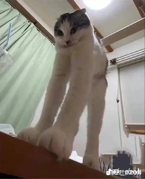 Кот смотрит сверху вниз