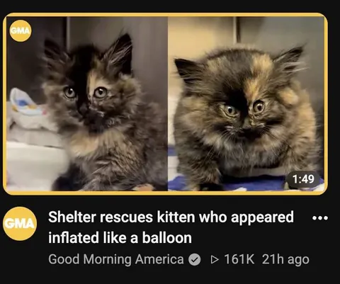 Kitten Inflated Like a Balloon