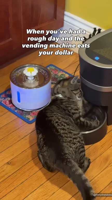 Cat Attacks the Vending Machine
