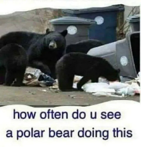 Polar Bear Dumpster Diving
