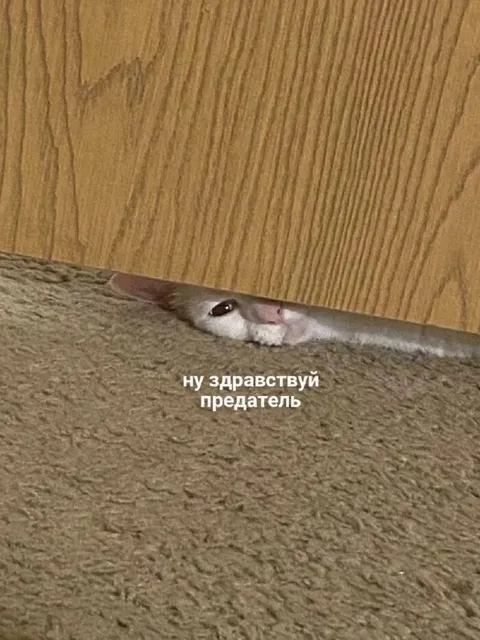 Ну здравствуй, предатель