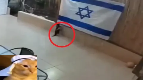 Rat Pulls Down Israeli Flag