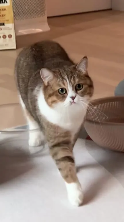 Кот крадётся к хозяину