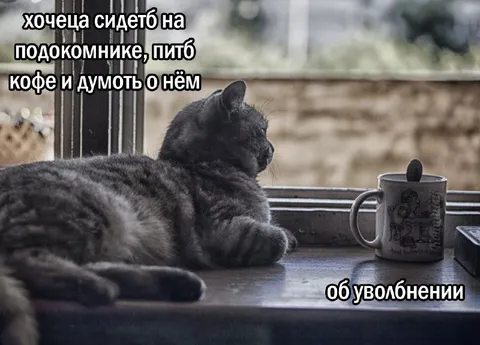 Кот думает об увольнении