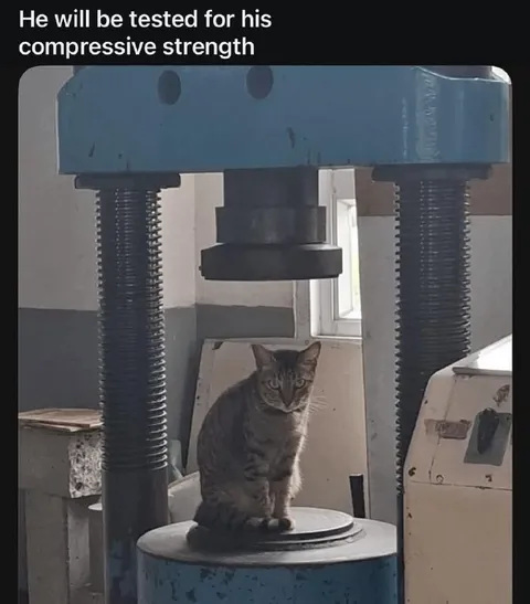 Cat Tested for Compressive Strength