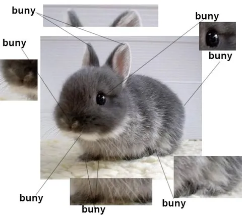 Buny Anatomy Diagram