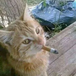 Кот с сигаретой