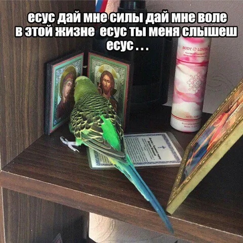 Попугай молится Иисусу