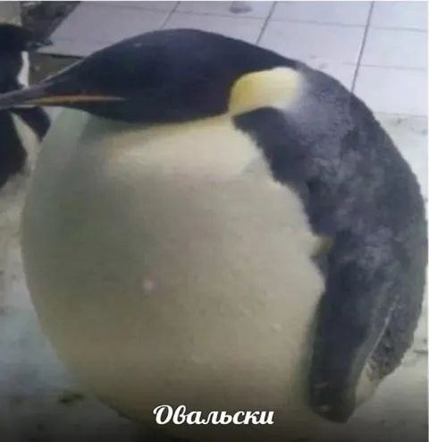Пингвин в форме овала