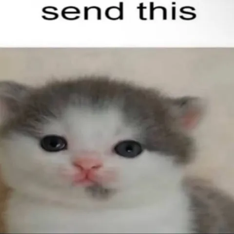 Send This Cute Kitten