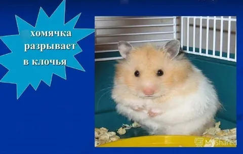 Хомячка разрывает в клочья