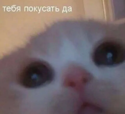 Тебя покусать да