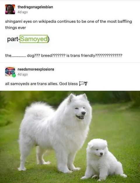 Samoyeds Are Trans Allies