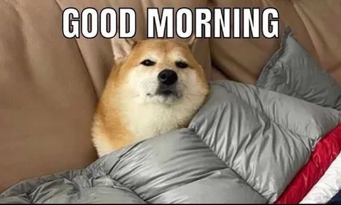 Good Morning Shiba Inu