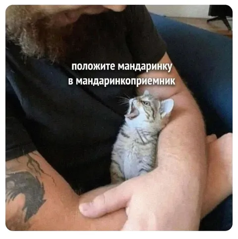 Мандаринкоприемник кота