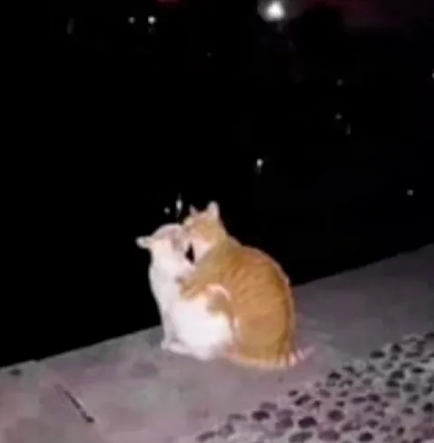 Коты обнимаются ночью