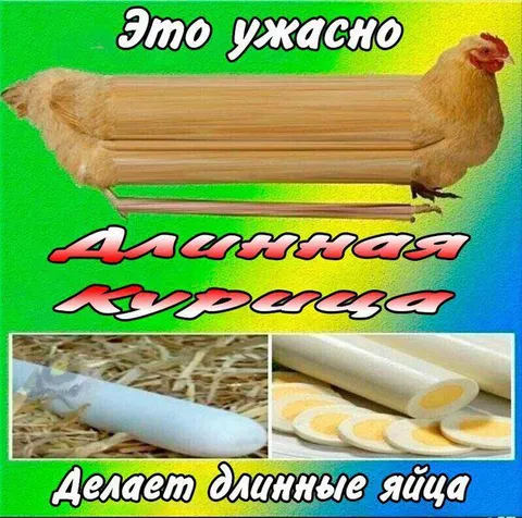 Курица делает длинные яйца