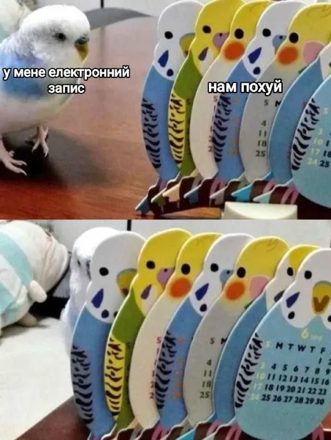 Попугай и электронная запись
