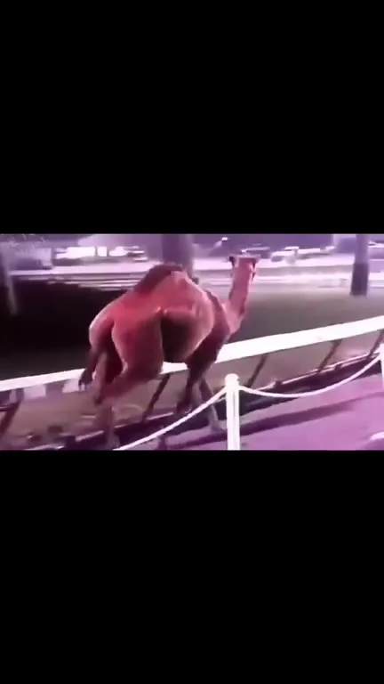 Верблюд убегает под музыку