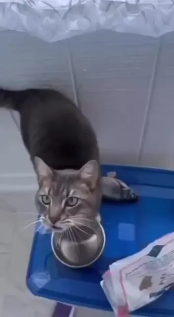 His Meow Is So Cute