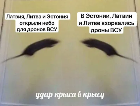 Удар крыса в крысу