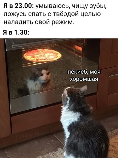 Кот печёт пиццу ночью