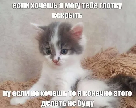 Котёнок предлагает вскрыть глотку